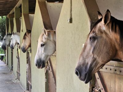 Oportunidade Única: Haras de Luxo com Hotel e Spa em Atibaia